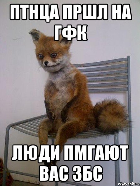 птнца пршл на гфк люди пмгают вас збс, Мем Упоротая лиса
