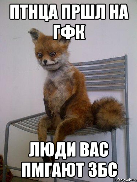 птнца пршл на гфк люди вас пмгают збс, Мем Упоротая лиса