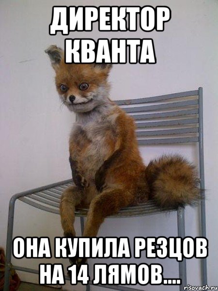 директор кванта она купила резцов на 14 лямов...., Мем Упоротая лиса