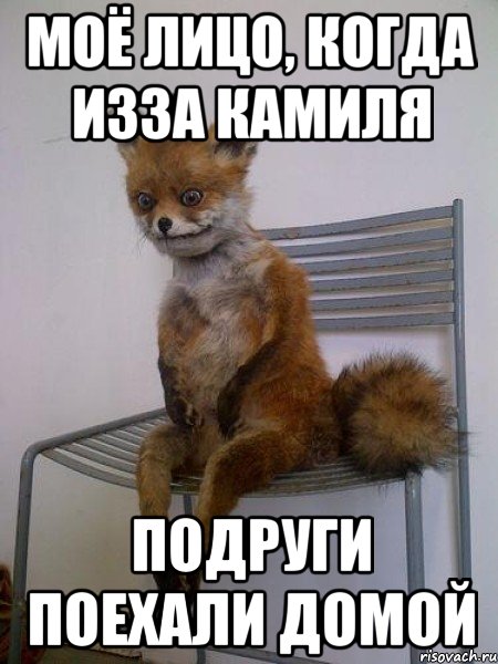 моё лицо, когда изза камиля подруги поехали домой, Мем Упоротая лиса