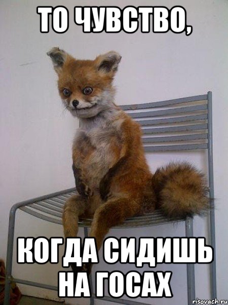 то чувство, когда сидишь на госах, Мем Упоротая лиса