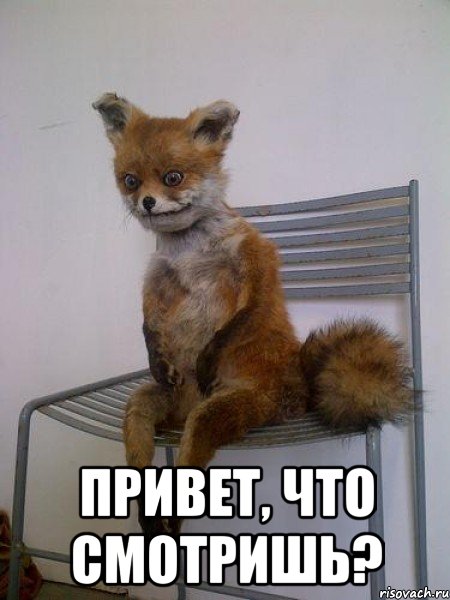  привет, что смотришь?, Мем Упоротая лиса