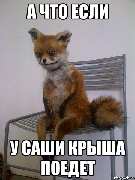 а что если у саши крыша поедет, Мем Упоротая лиса