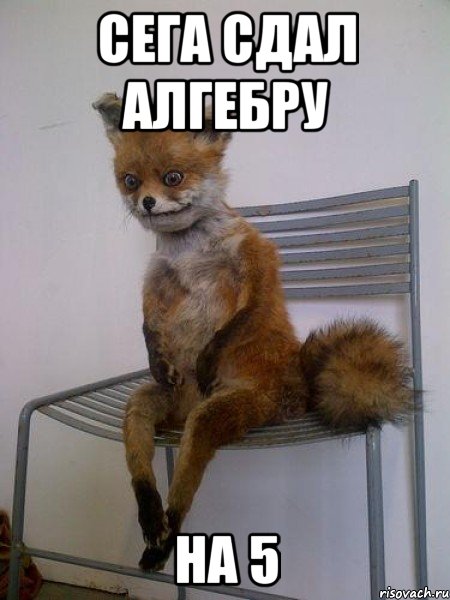 сега сдал алгебру на 5, Мем Упоротая лиса