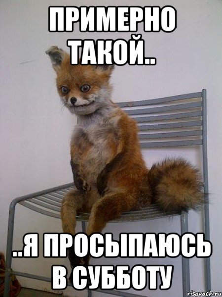 примерно такой.. ..я просыпаюсь в субботу, Мем Упоротая лиса