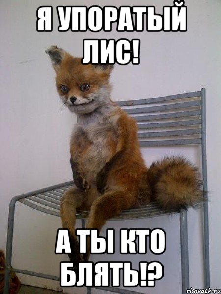 я упоратый лис! а ты кто блять!?, Мем Упоротая лиса