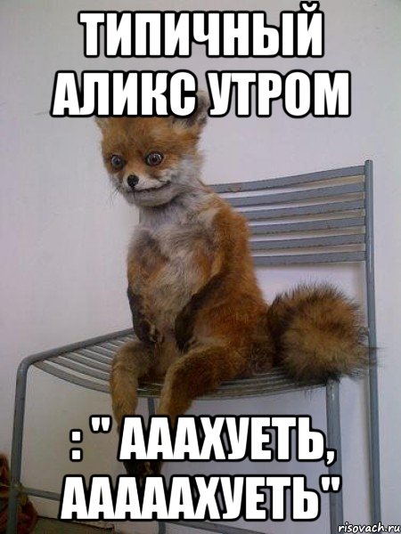 типичный аликс утром : " ааахуеть, ааааахуеть", Мем Упоротая лиса