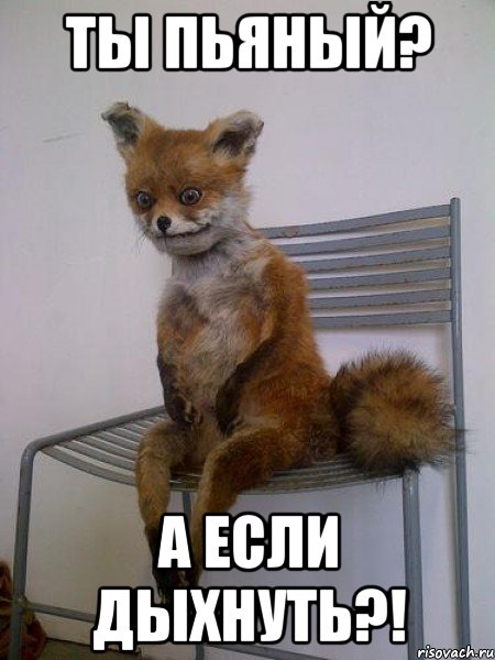 ты пьяный? а если дыхнуть?!, Мем Упоротая лиса