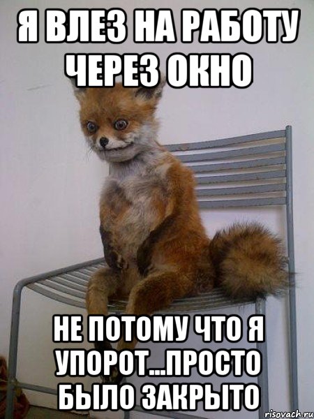 я влез на работу через окно не потому что я упорот...просто было закрыто, Мем Упоротая лиса