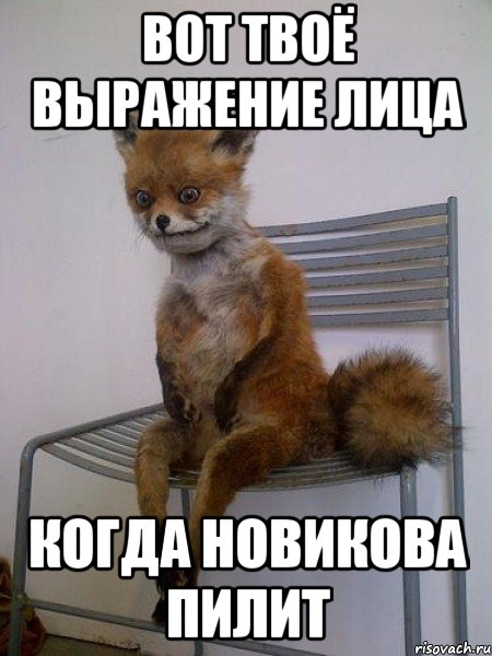 вот твоё выражение лица когда новикова пилит, Мем Упоротая лиса