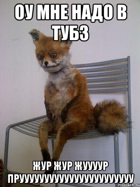 оу мне надо в тубз жур жур жуууур прууууууууууууууууууууууу, Мем Упоротая лиса