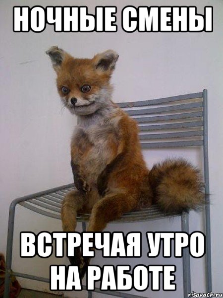 ночные смены встречая утро на работе, Мем Упоротая лиса