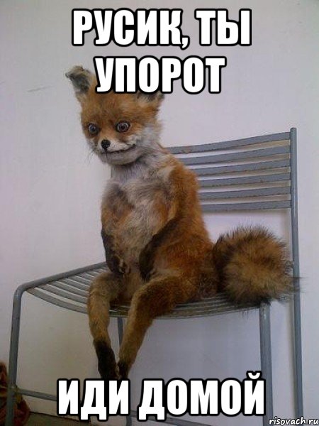 русик, ты упорот иди домой, Мем Упоротая лиса