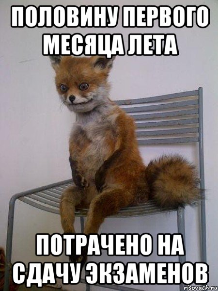 половину первого месяца лета потрачено на сдачу экзаменов, Мем Упоротая лиса