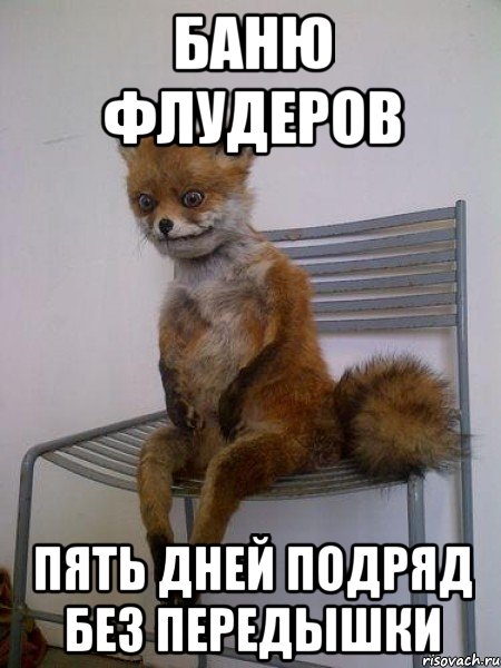 баню флудеров пять дней подряд без передышки, Мем Упоротая лиса