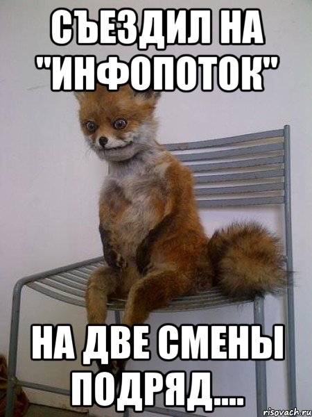 съездил на "инфопоток" на две смены подряд...., Мем Упоротая лиса