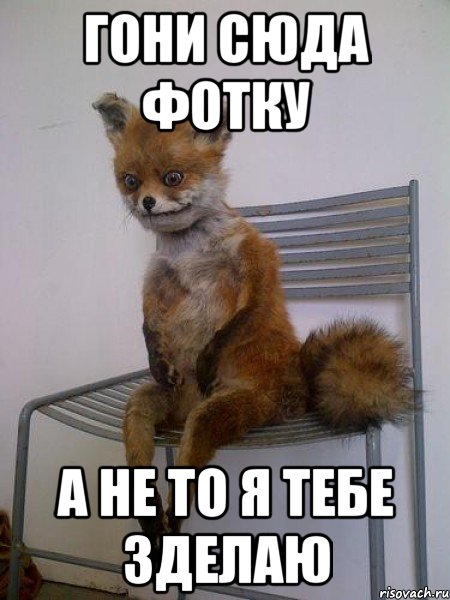 гони сюда фотку а не то я тебе зделаю, Мем Упоротая лиса
