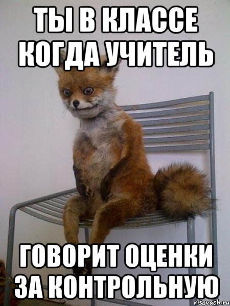 ты в классе когда учитель говорит оценки за контрольную, Мем Упоротая лиса