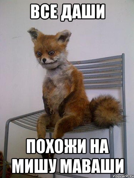 все даши похожи на мишу маваши, Мем Упоротая лиса