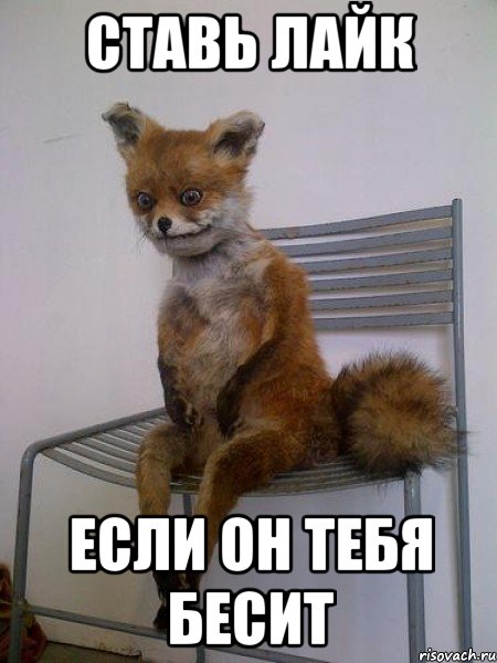 ставь лайк если он тебя бесит, Мем Упоротая лиса