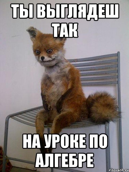 ты выглядеш так на уроке по алгебре, Мем Упоротая лиса