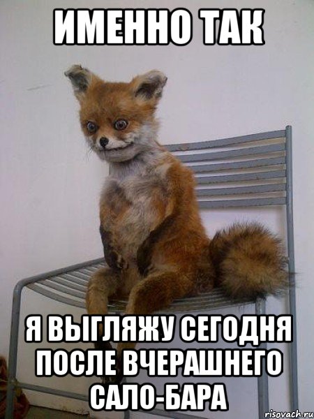 именно так я выгляжу сегодня после вчерашнего сало-бара, Мем Упоротая лиса