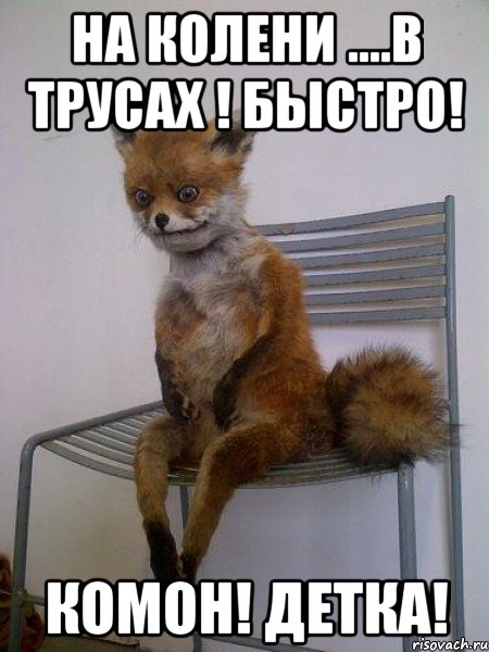 на колени ....в трусах ! быстро! комон! детка!, Мем Упоротая лиса