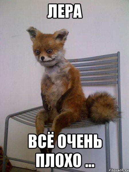 лера всё очень плохо ..., Мем Упоротая лиса