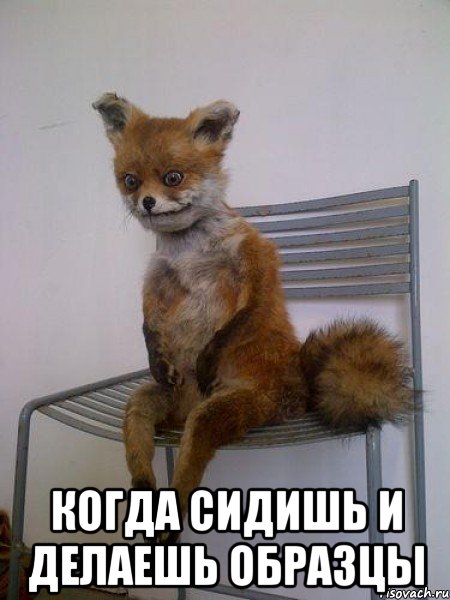  когда сидишь и делаешь образцы, Мем Упоротая лиса