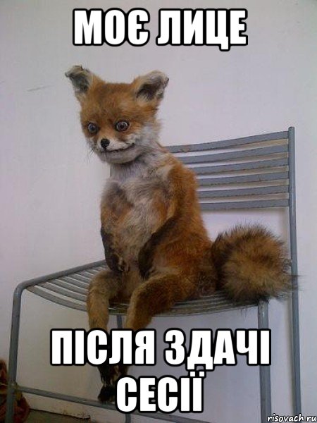 моє лице після здачі сесії, Мем Упоротая лиса