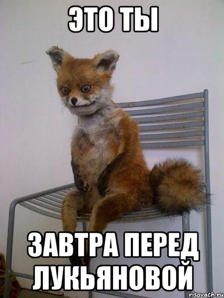 это ты завтра перед лукьяновой, Мем Упоротая лиса