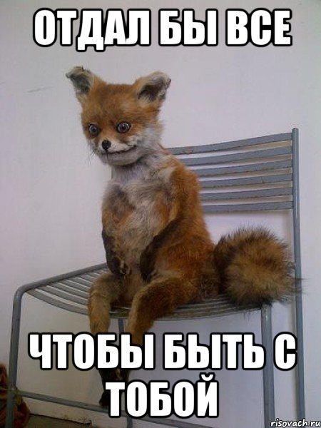 отдал бы все чтобы быть с тобой, Мем Упоротая лиса