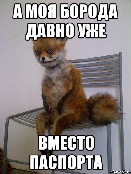 а моя борода давно уже вместо паспорта, Мем Упоротая лиса