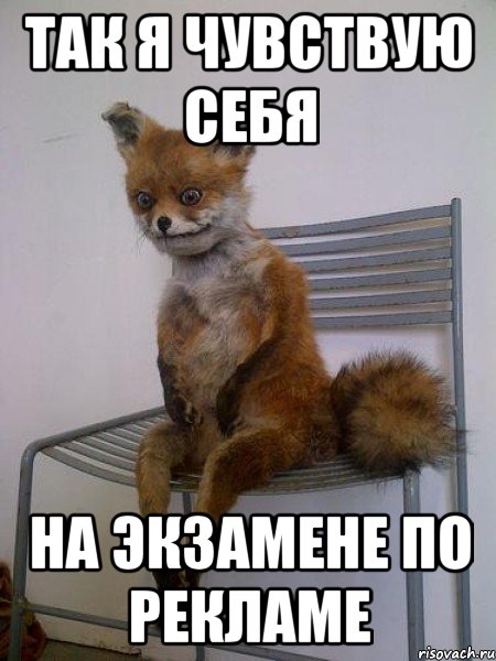 так я чувствую себя на экзамене по рекламе, Мем Упоротая лиса