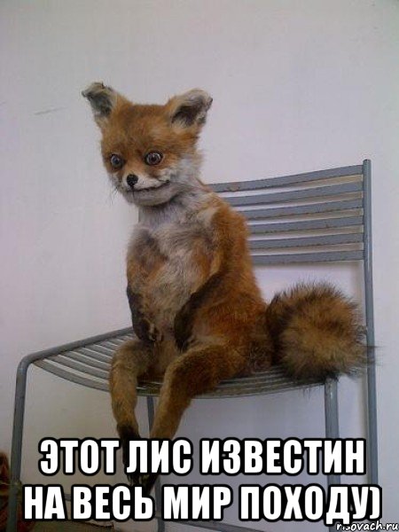  этот лис известин на весь мир походу), Мем Упоротая лиса