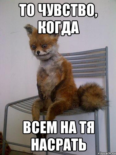 то чувство, когда всем на тя насрать, Мем Упоротая лиса