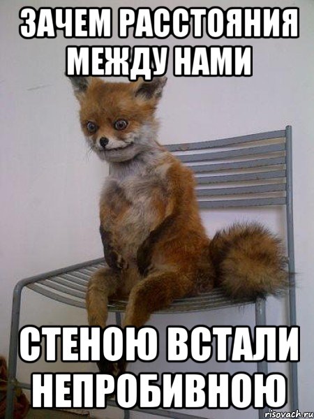 зачем расстояния между нами стеною встали непробивною, Мем Упоротая лиса