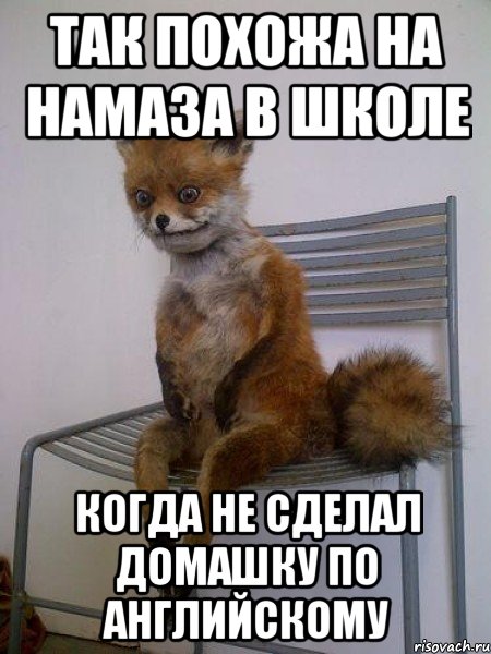 так похожа на намаза в школе когда не сделал домашку по английскому, Мем Упоротая лиса