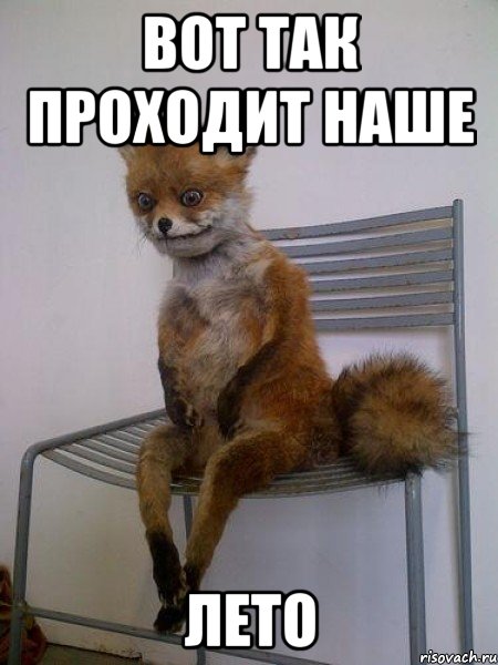вот так проходит наше лето, Мем Упоротая лиса
