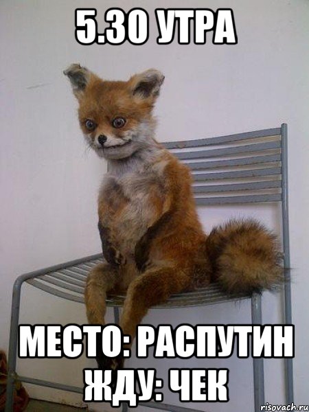 5.30 утра место: распутин жду: чек, Мем Упоротая лиса