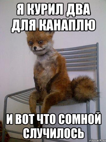 я курил два для канаплю и вот что сомной случилось, Мем Упоротая лиса