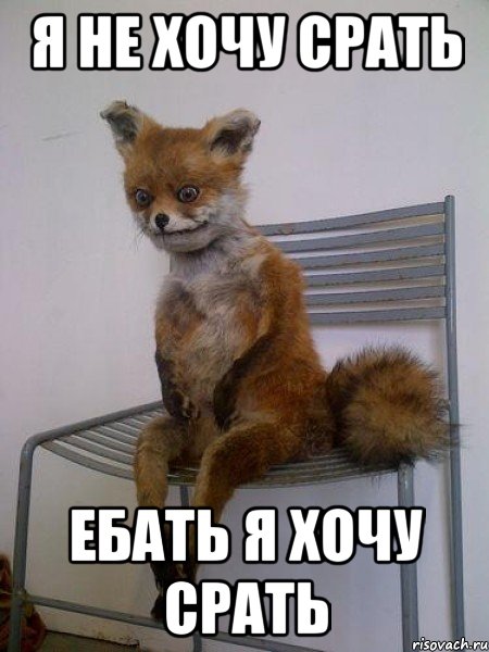 я не хочу срать ебать я хочу срать, Мем Упоротая лиса