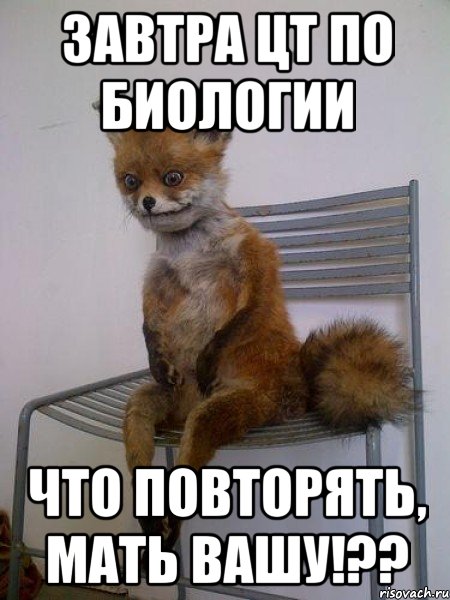 завтра цт по биологии что повторять, мать вашу!??, Мем Упоротая лиса