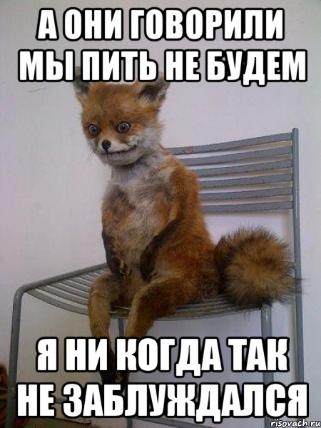 а они говорили мы пить не будем я ни когда так не заблуждался, Мем Упоротая лиса