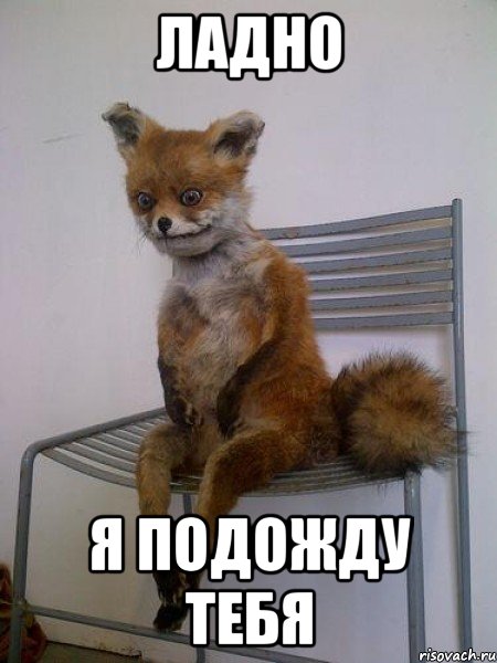 ладно я подожду тебя, Мем Упоротая лиса