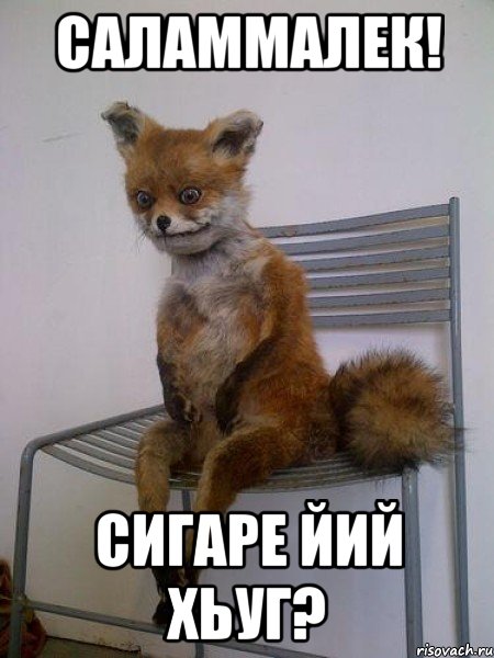 саламмалек! сигаре йий хьуг?