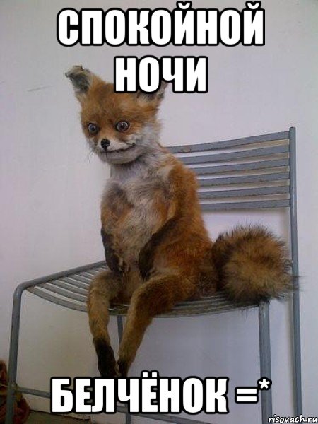 спокойной ночи белчёнок =*