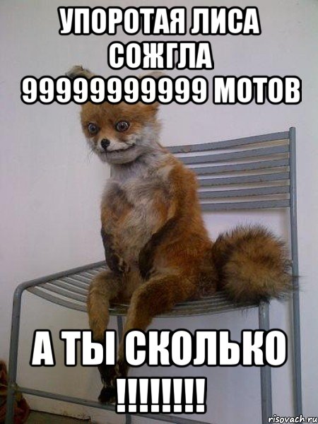 упоротая лиса сожгла 99999999999 мотов а ты сколько !!!