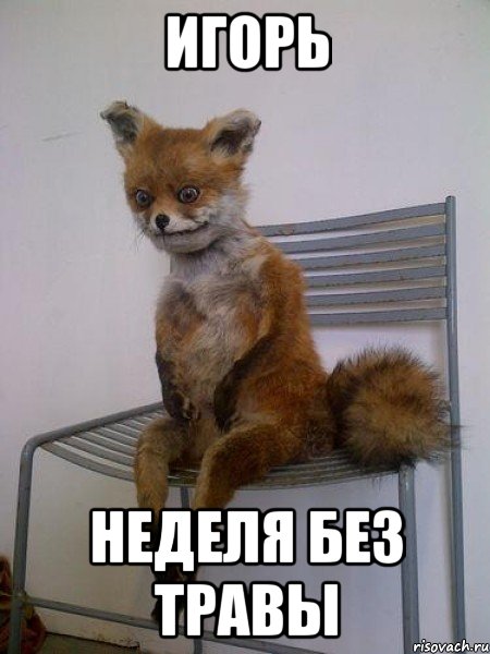 игорь неделя без травы