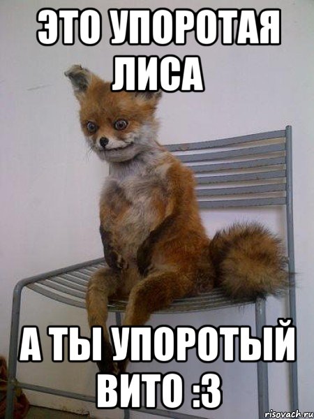 это упоротая лиса а ты упоротый вито :3